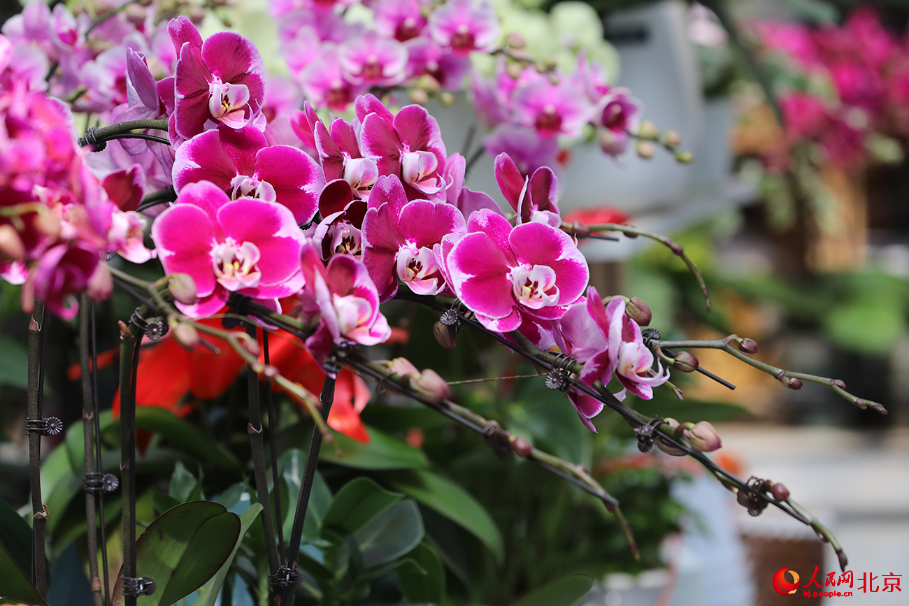 北京花卉交易中心鲜花盛放。人民网记者 尹星云摄