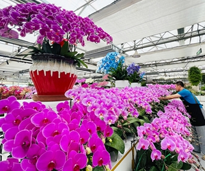 这个四季有花的地方，你来过吗？