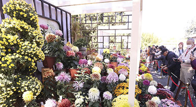 北京：北海公园菊花盛开