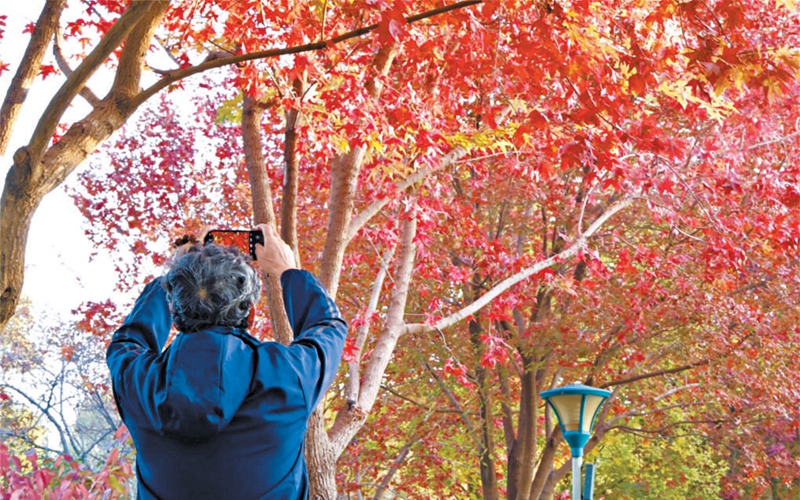 四大点位串联玉渊潭最美秋光