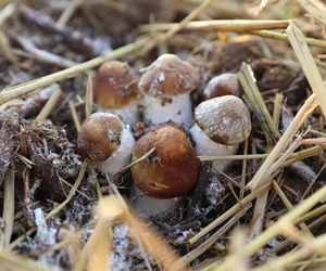 密云大城子重整田园 赤松茸长势喜人