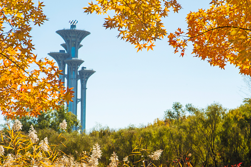 北京彩叶树种种植面积达近278万亩