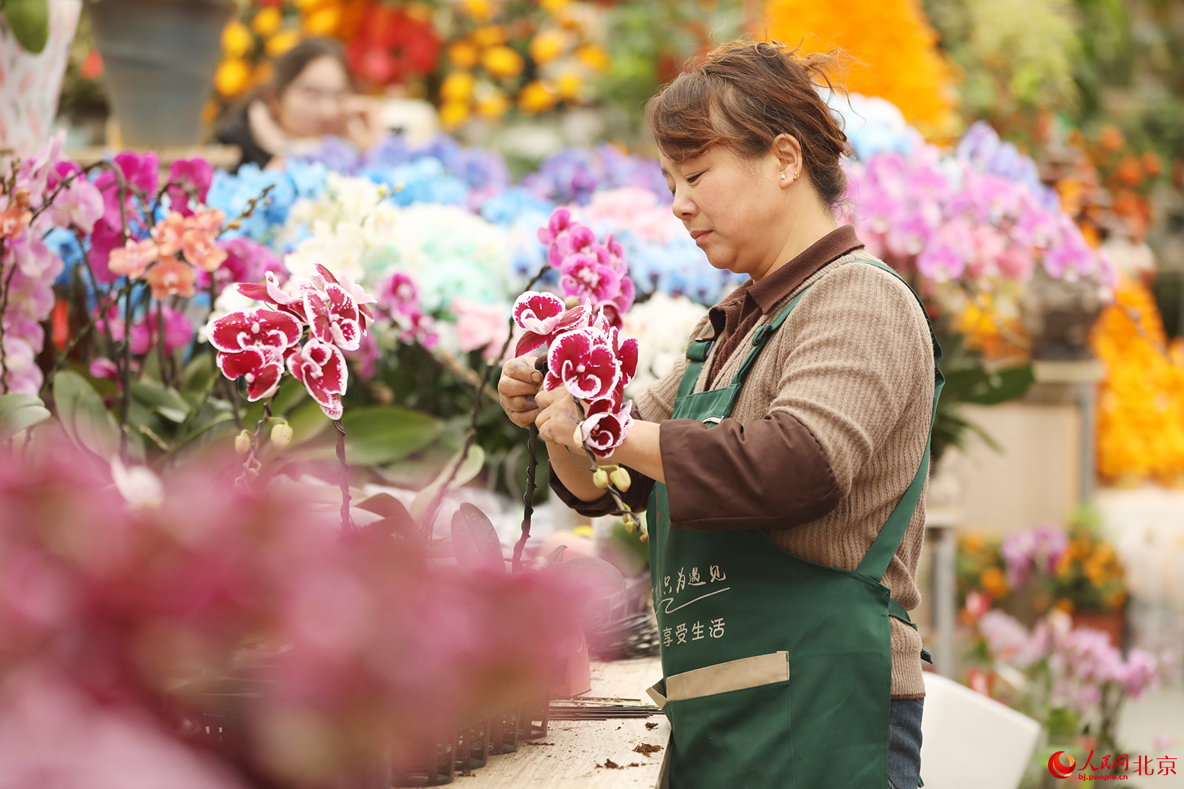 马年赶花集！三十余种兜兰首现北京 科技赋能“植物熊猫”飞入百姓家