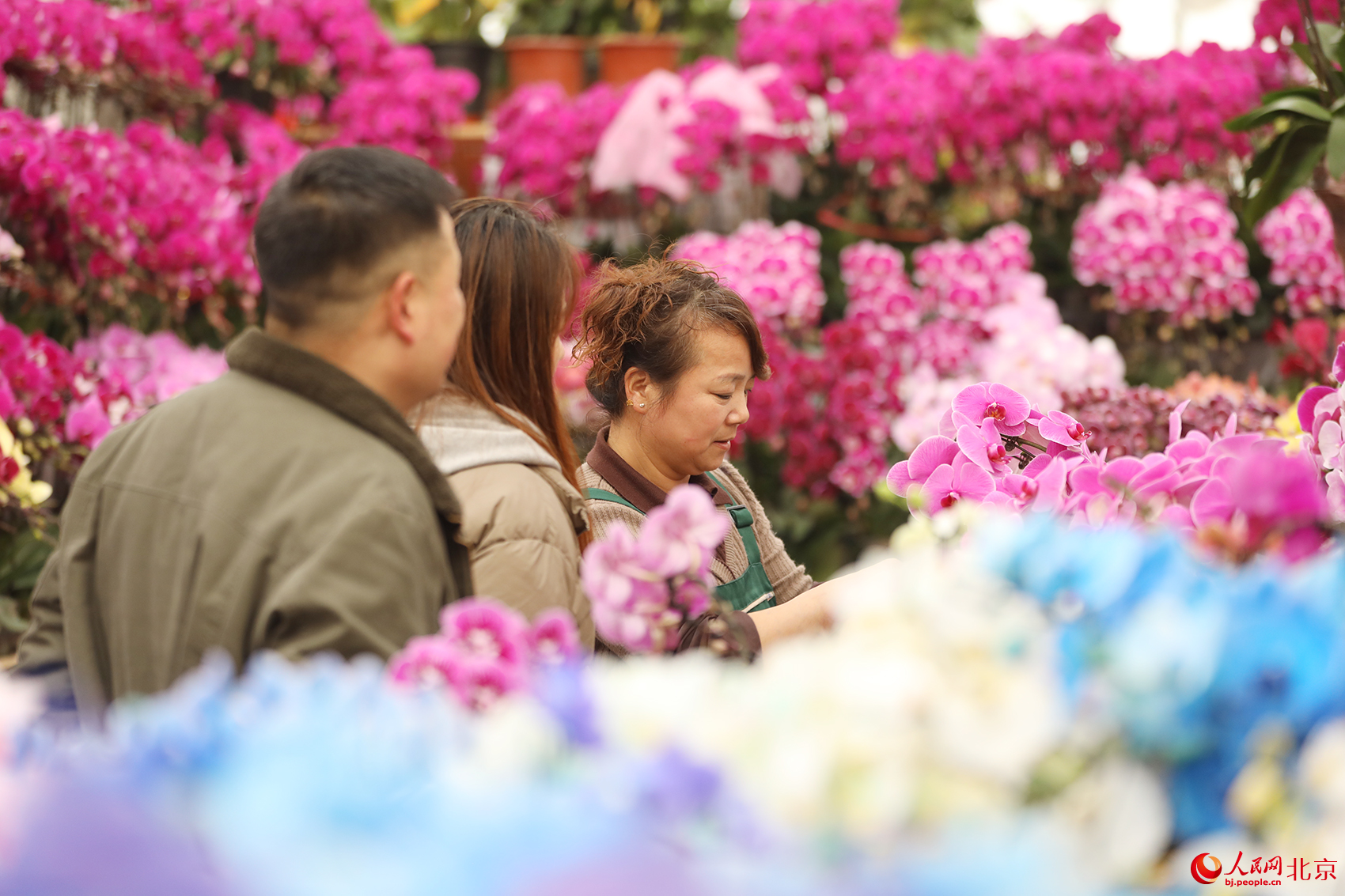 马年赶花集！三十余种兜兰首现北京 科技赋能“植物熊猫”飞入百姓家