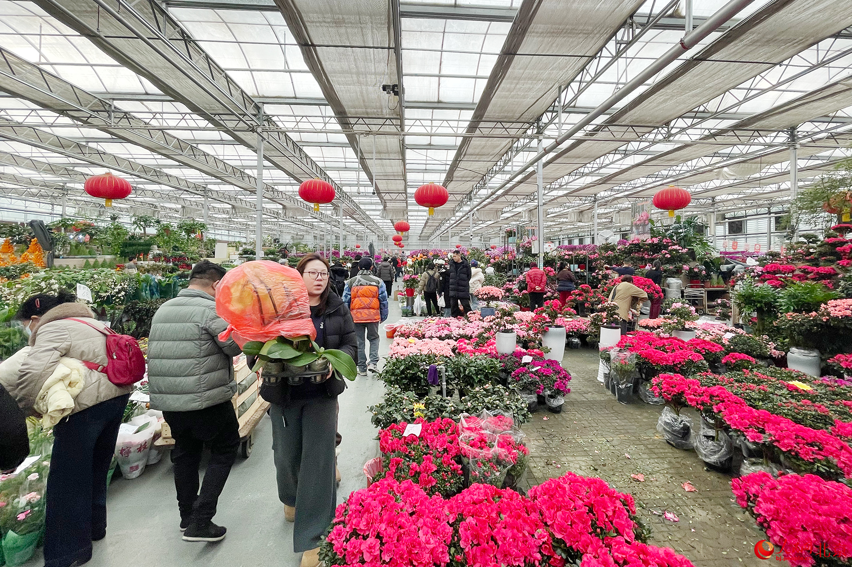 马年赶花集！三十余种兜兰首现北京 科技赋能“植物熊猫”飞入百姓家