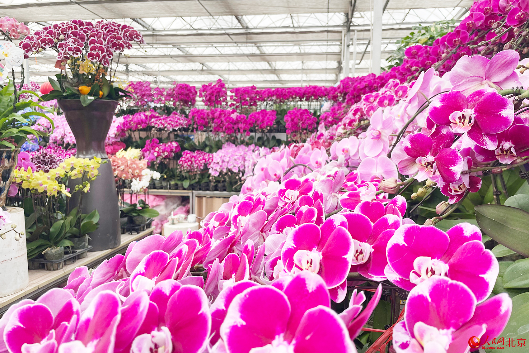 马年赶花集！三十余种兜兰首现北京 科技赋能“植物熊猫”飞入百姓家
