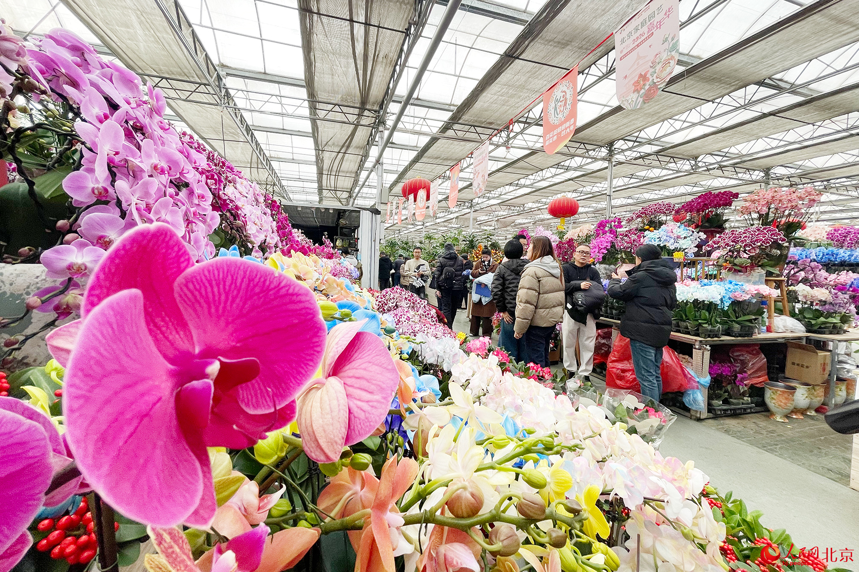 马年赶花集！三十余种兜兰首现北京 科技赋能“植物熊猫”飞入百姓家