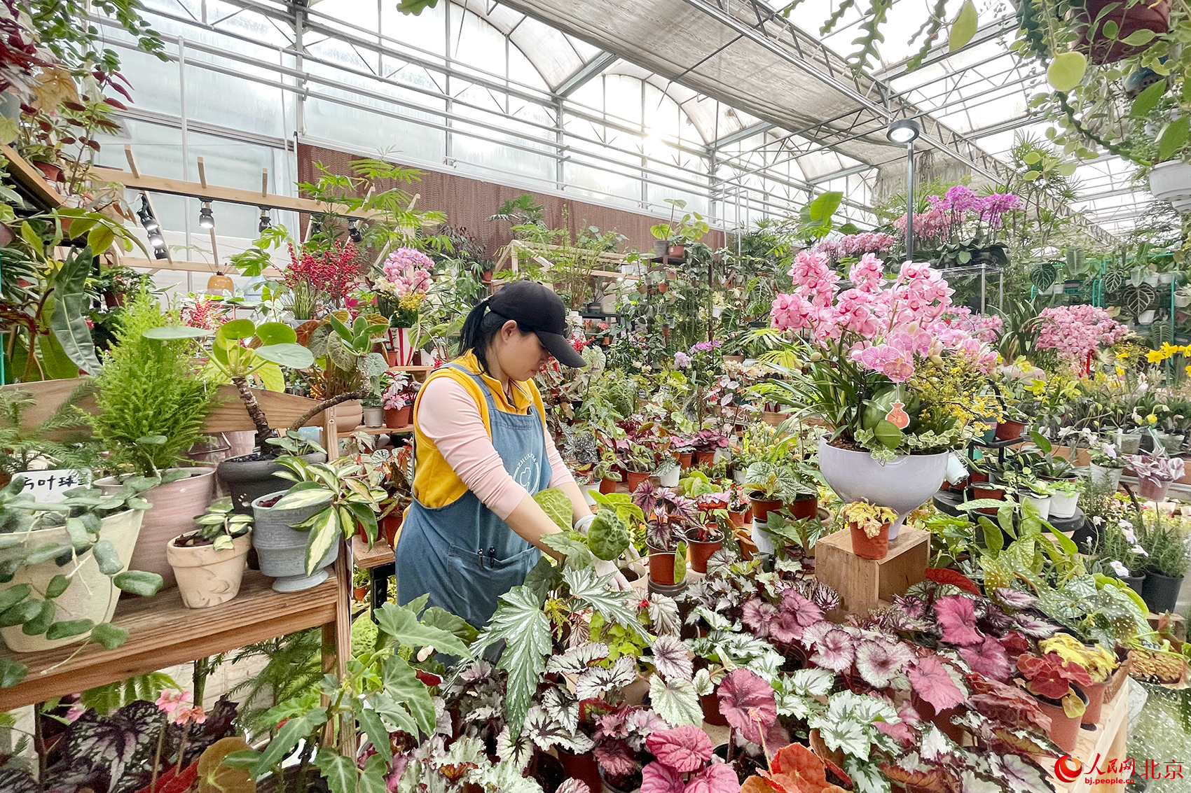 马年赶花集！三十余种兜兰首现北京 科技赋能“植物熊猫”飞入百姓家
