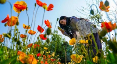 春城繁花引客来