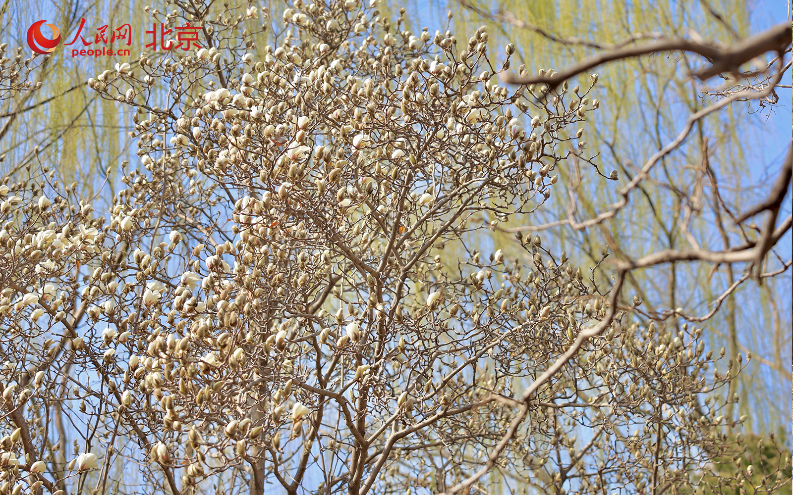 在北京朝阳区团结湖公园内，桃花已进入盛花期，吸引不少市民驻足拍照、休闲漫步。人民网记者 李世奇摄