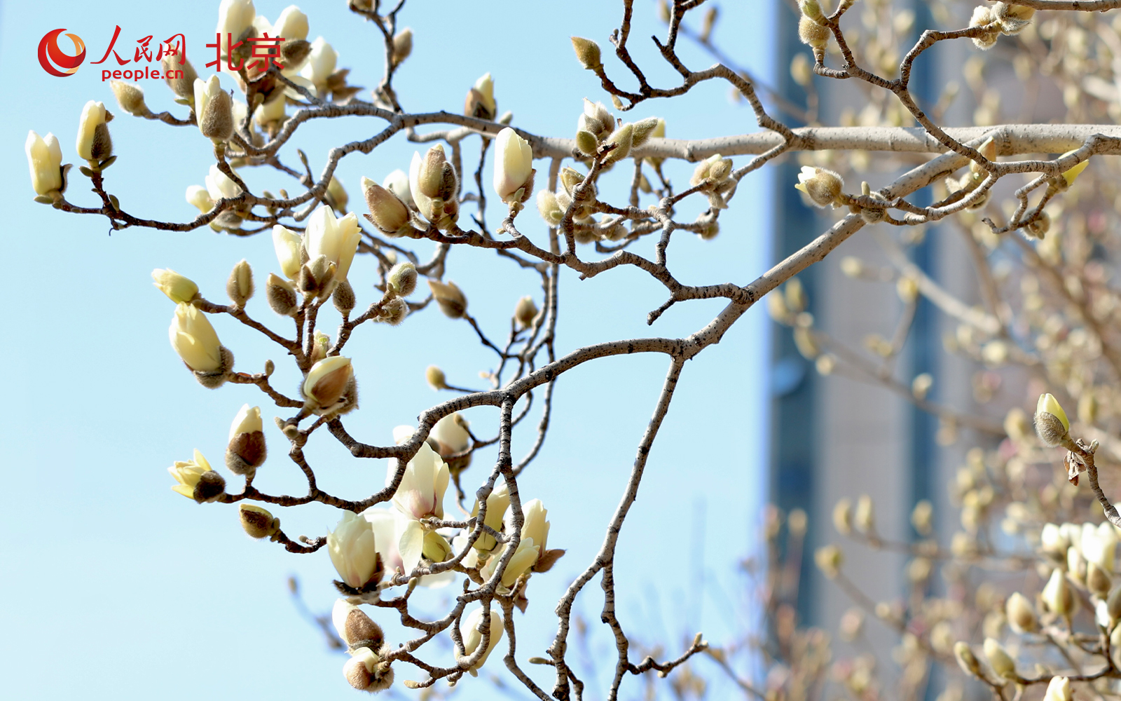在北京朝阳区团结湖公园内，桃花已进入盛花期，吸引不少市民驻足拍照、休闲漫步。人民网记者 李世奇摄