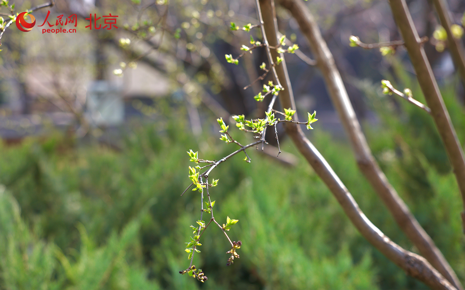 在北京朝阳区团结湖公园内，桃花已进入盛花期，吸引不少市民驻足拍照、休闲漫步。人民网记者 李世奇摄