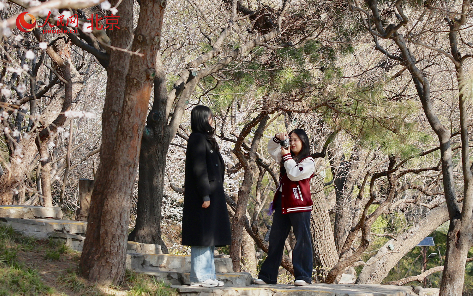 在北京朝阳区团结湖公园内,桃花已进入盛花期,吸引不少市民驻足拍照、休闲漫步。人民网记者 李世奇摄
