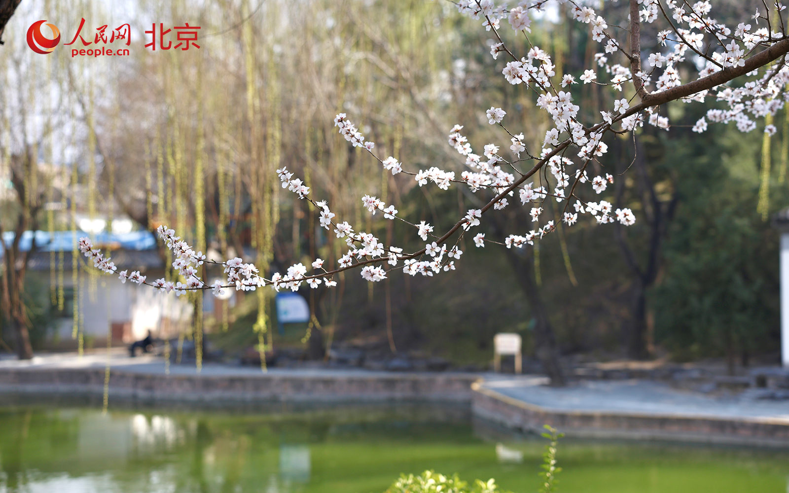 在北京朝阳区团结湖公园内，桃花已进入盛花期，吸引不少市民驻足拍照、休闲漫步。人民网记者 李世奇摄