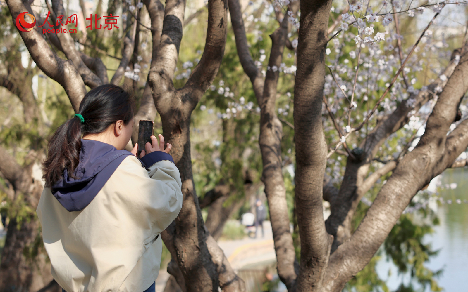 在北京朝阳区团结湖公园内，桃花已进入盛花期，吸引不少市民驻足拍照、休闲漫步。人民网记者 李世奇摄