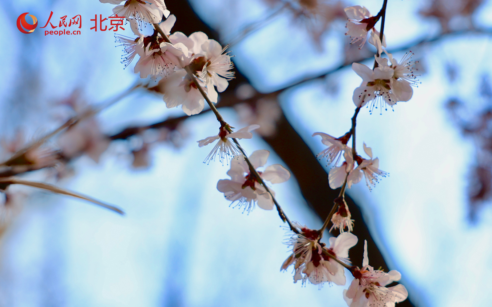 在北京朝阳区团结湖公园内，桃花已进入盛花期，吸引不少市民驻足拍照、休闲漫步。人民网记者 李世奇摄