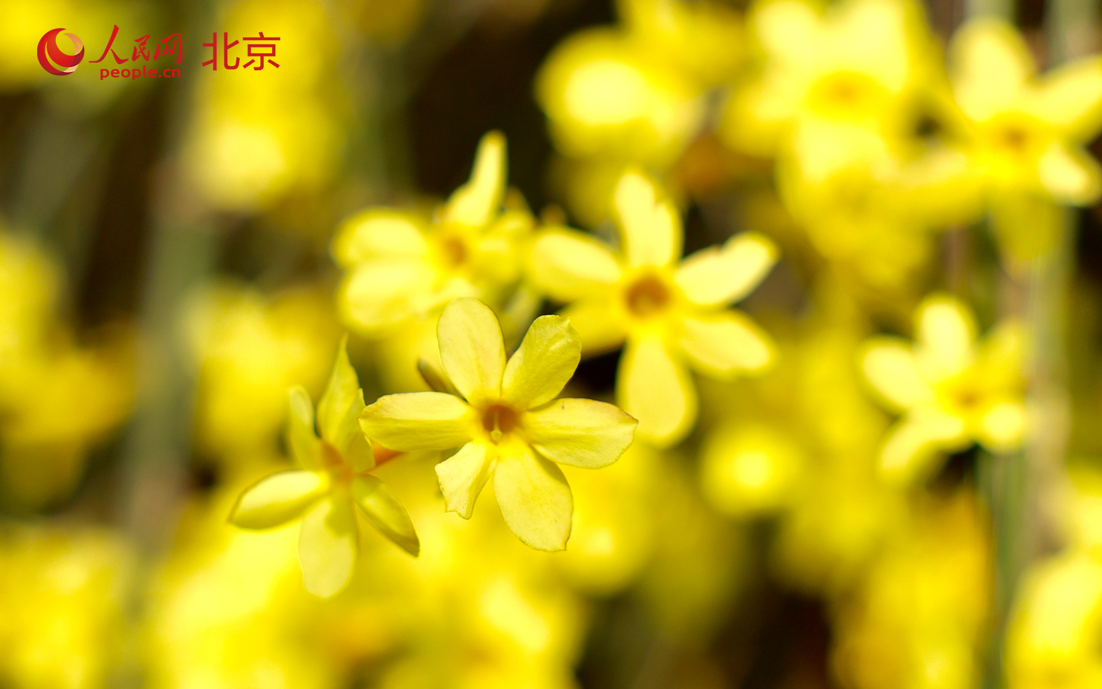 在北京朝阳区团结湖公园内，桃花已进入盛花期，吸引不少市民驻足拍照、休闲漫步。人民网记者 李世奇摄