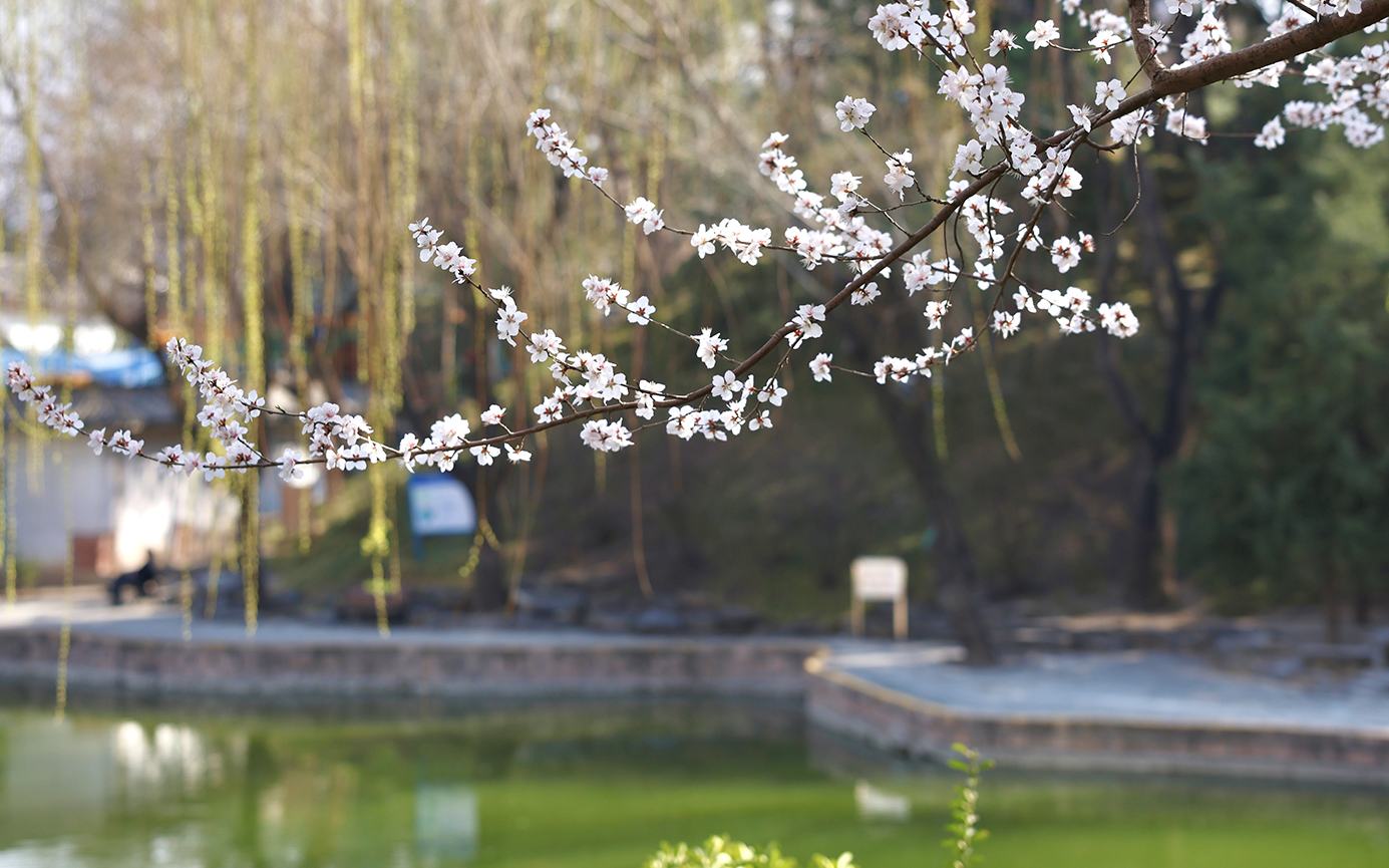 春分时节京城公园春意渐浓 市民踏春赏花正当时