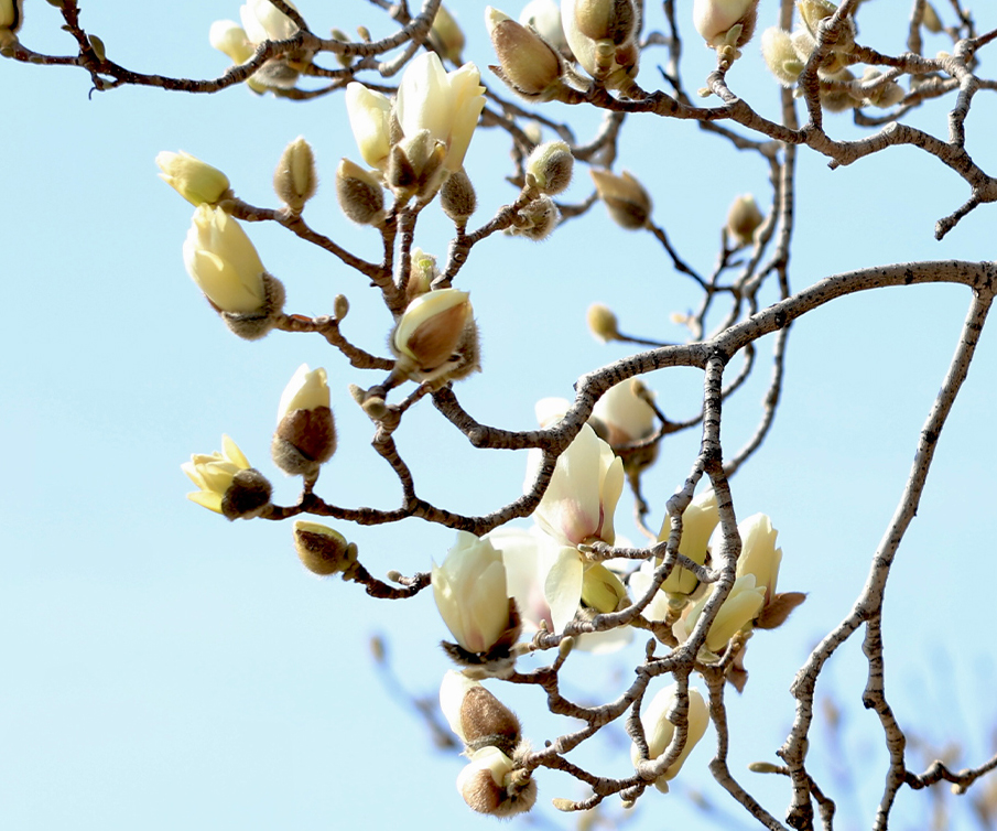 春分时节京城公园春意渐浓
