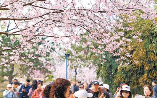 玉渊潭早樱进入最佳观赏期