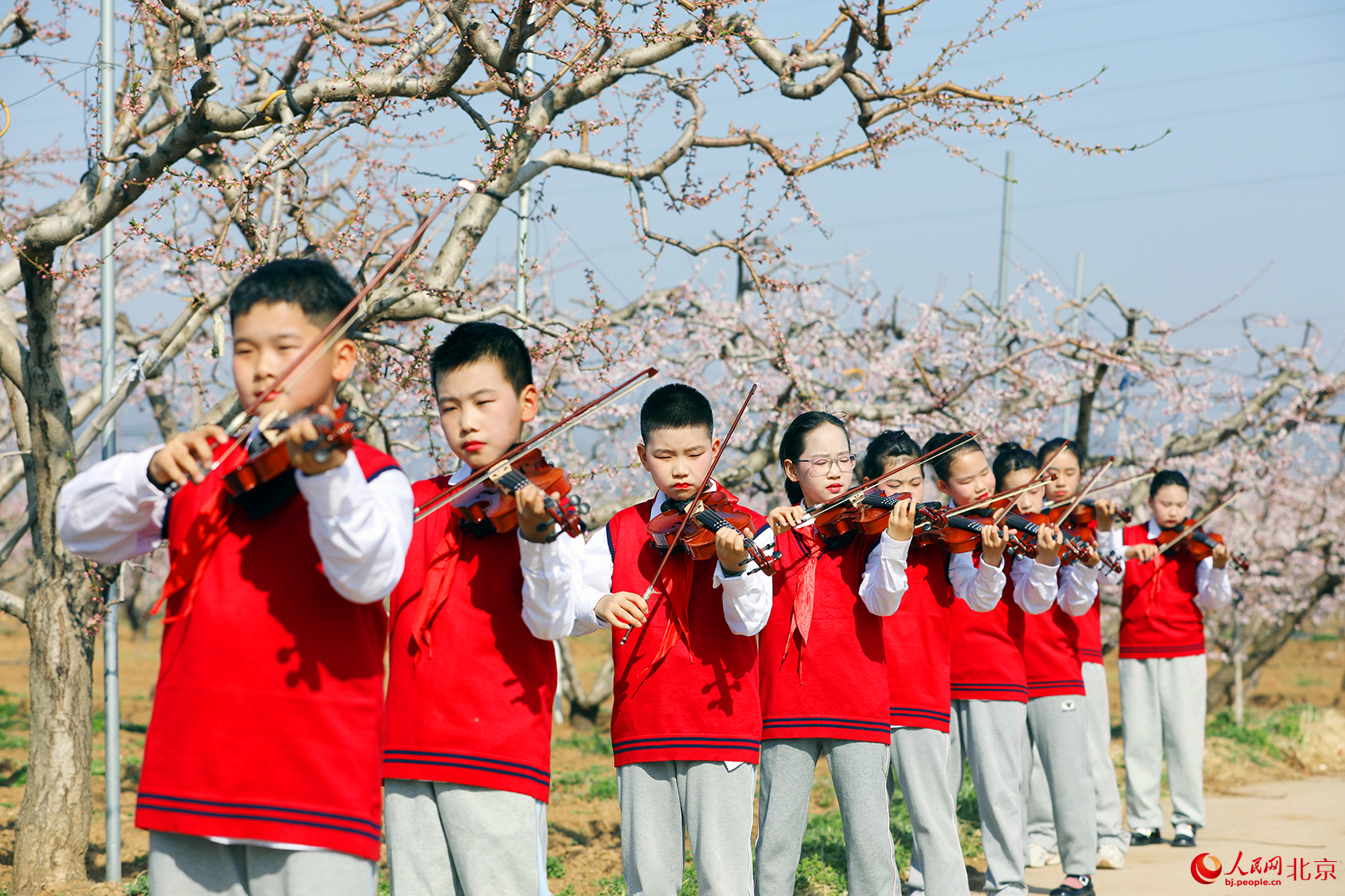 平谷小学生在桃林畔奏响小提琴。人民网记者 尹星云摄