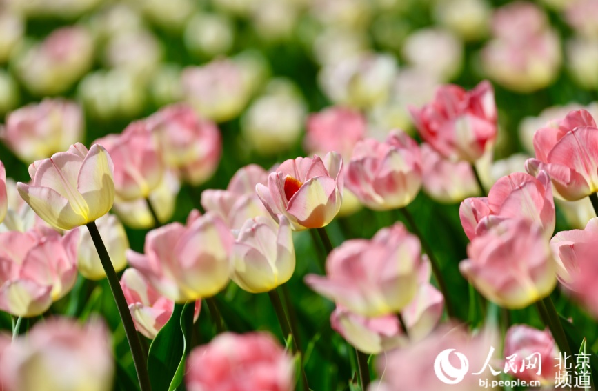 近日,中山公园郁金香进入盛花期。