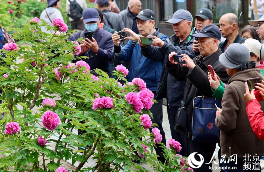 北京景山公园最美园路“牡丹路”迎来一年中的最佳观赏期。 人民网记者 池梦蕊摄