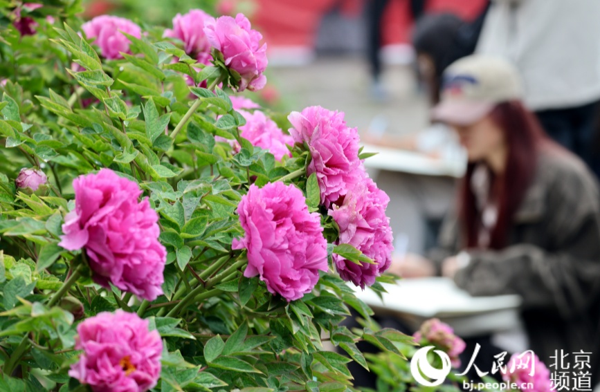 北京景山公園最美園路“牡丹路”迎來一年中的最佳觀賞期。 人民網記者 池夢蕊攝