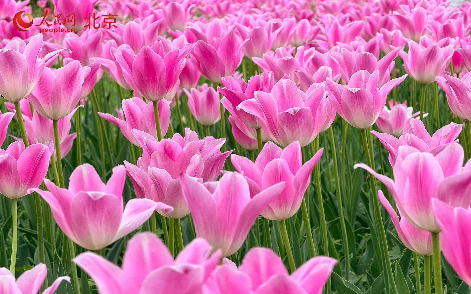 連日來，朝陽公園內郁金香等花卉陸續盛開，吸引不少市民游客踏青賞花。人民網記者 李世奇攝