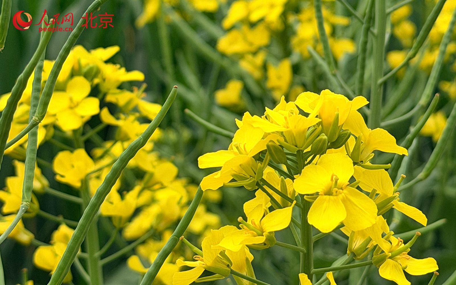 连日来，朝阳公园内郁金香等花卉陆续盛开，吸引不少市民游客踏青赏花。人民网记者 李世奇摄