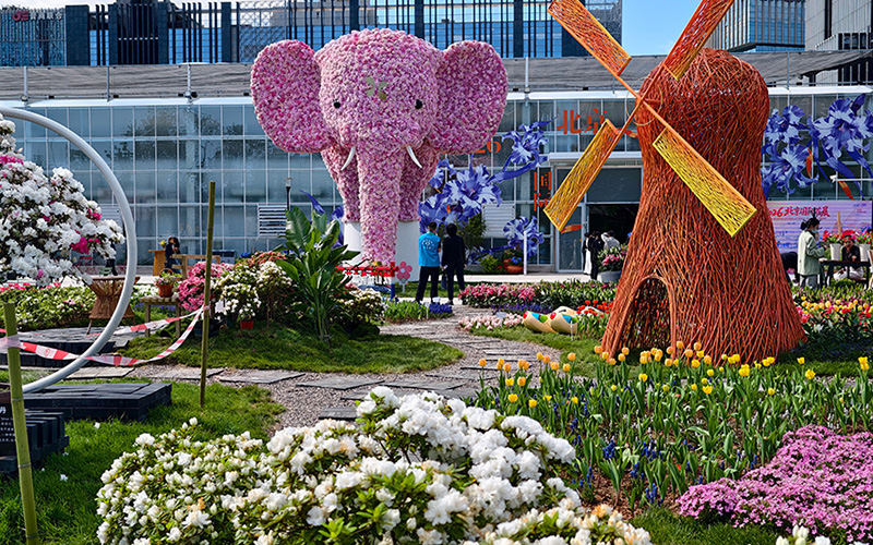百类千种全球花卉亮相丽泽 北京国际花展续写“花乡”新篇