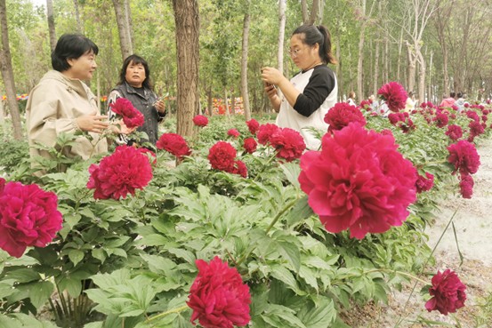 北京平谷10万株芍药次第盛开