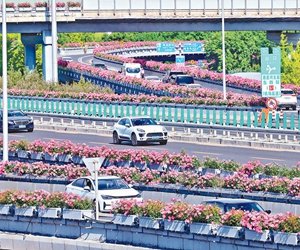 北京四环戴上世界首个城市月季花环