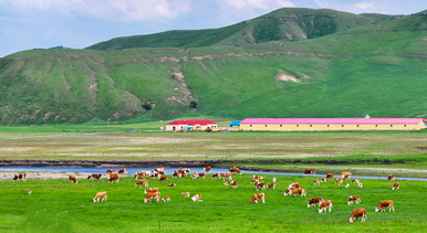 内蒙古：乌兰毛都草原夏日美景