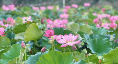 满池荷花与浓浓夏意适配度拉满