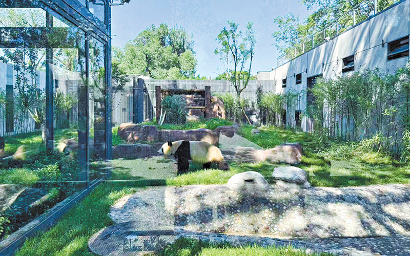 北京動物園大熊貓館新館開放在即