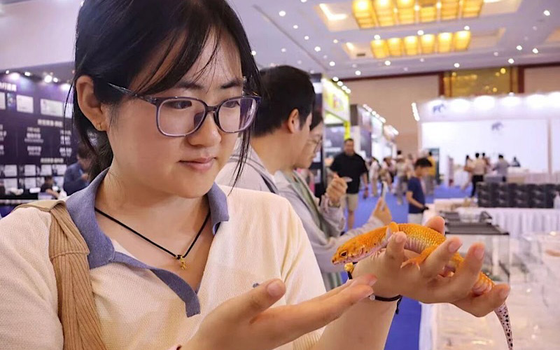 中國北京·爬寵嘉年華在昌平開幕 千余種特色寵物集中亮相