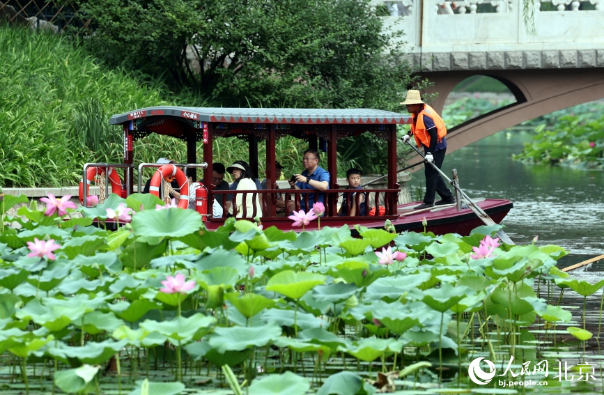 “荷花渡”景区再现“船在水中行，人在荷中游”的盛夏美景。 人民网记者 池梦蕊摄