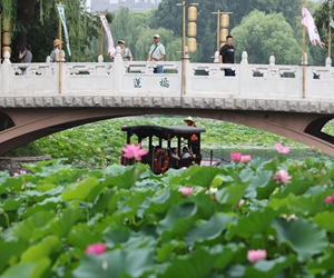 “荷花渡”里感受清凉夏日
