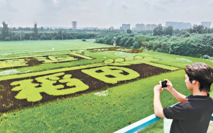 台湖巨幅稻田画迎来最佳观赏期