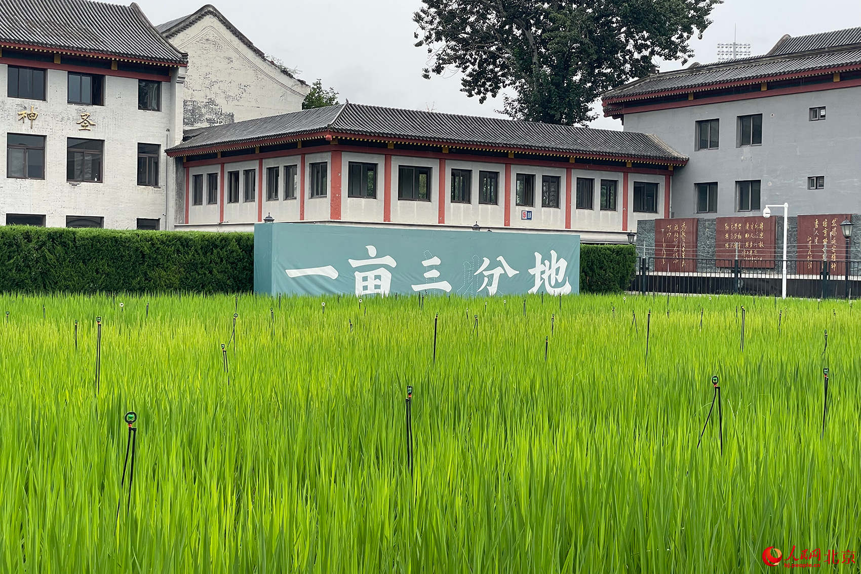 “最美漫步道”踩线体验团走进北京古代建筑博物馆 。人民网记者 尹星云摄