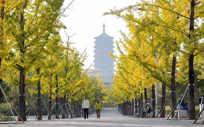 丰台全域秋景进入最佳观赏期 四大主题线路解锁斑斓秋色