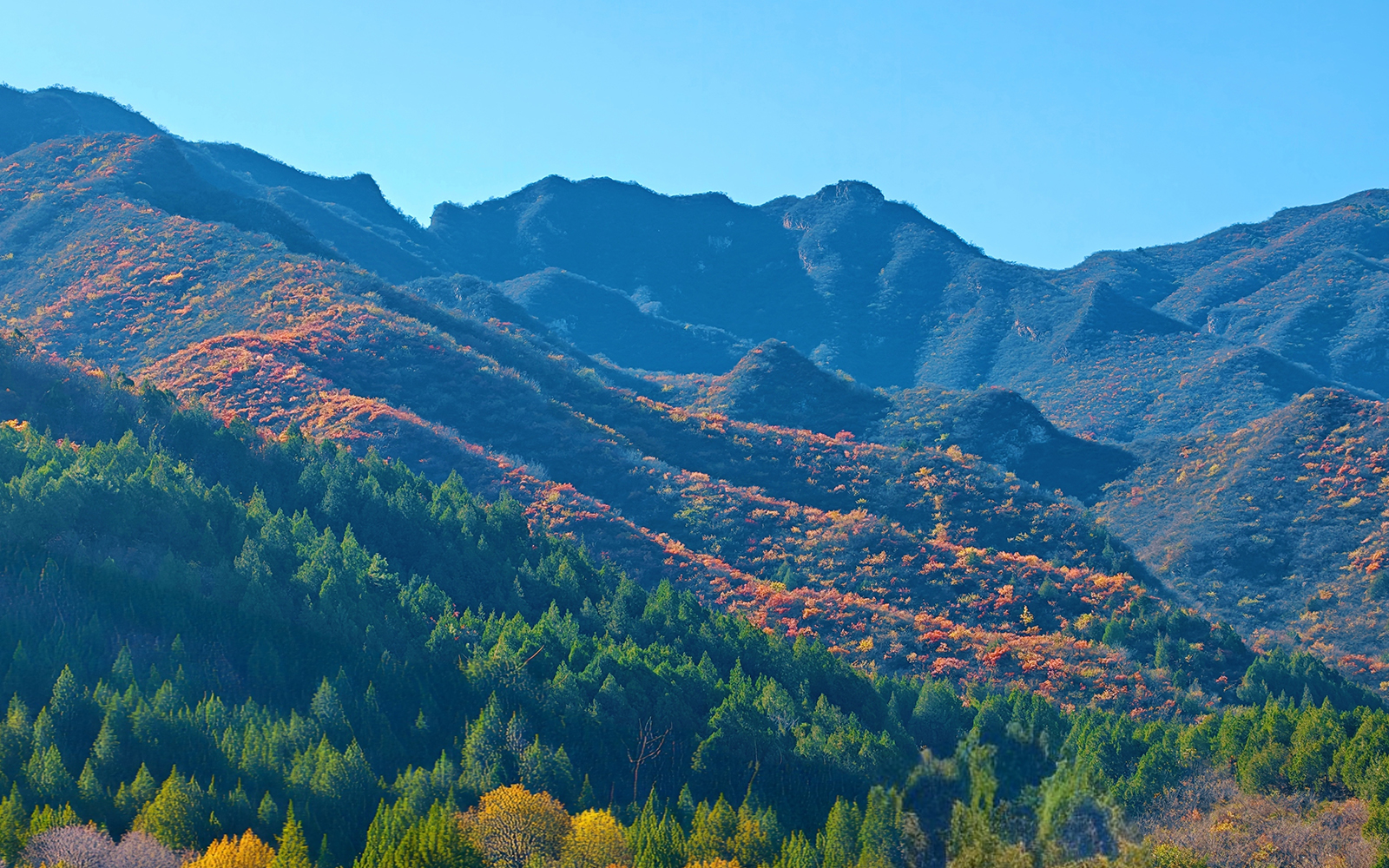 北京門頭溝妙峰山21公裡彩林長卷鋪展 賞紅正當時