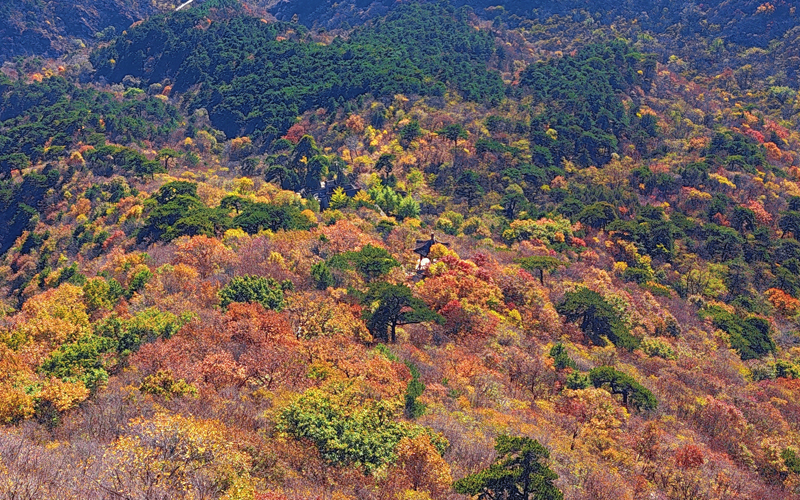 北京門頭溝妙峰山21公裡彩林長卷鋪展 賞紅正當時