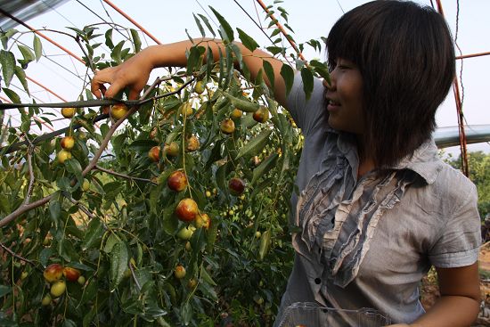 到平谷赶早吃枣--北京视窗