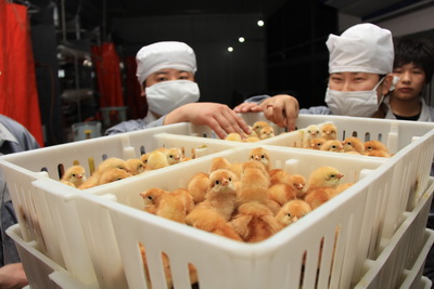 北京平谷正大300万只蛋鸡项目正式投产