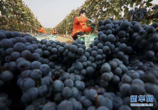 （經濟）（5）河北昌黎：釀酒葡萄進入收獲季