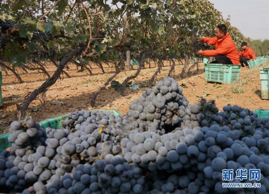 （經濟）（4）河北昌黎：釀酒葡萄進入收獲季