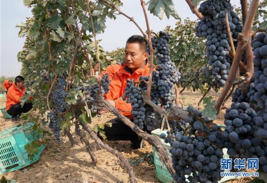 （經濟）（3）河北昌黎：釀酒葡萄進入收獲季